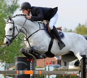 Belgische Springhengsten