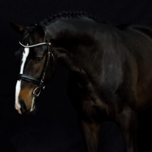 Springhengst Diamond