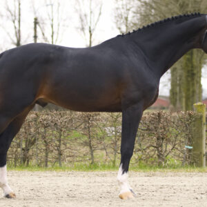 Showjumping stallion Diamond