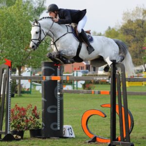 Belgian Showjumping Stallions